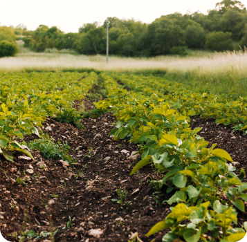 Agricultura sostenible y ecológica Nanomof
