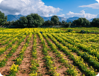 Biochar y carbón activado- cuándo usar cada uno