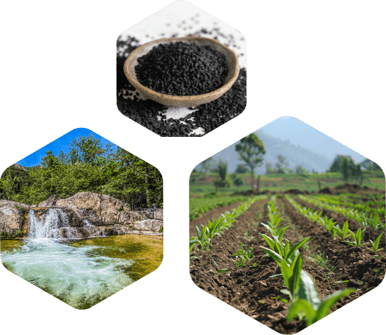 De la biomasa al carbono funcional