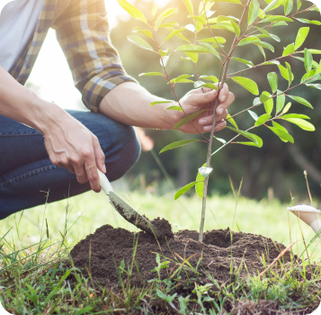 Reforestación y recuperación de suelos Nanomof