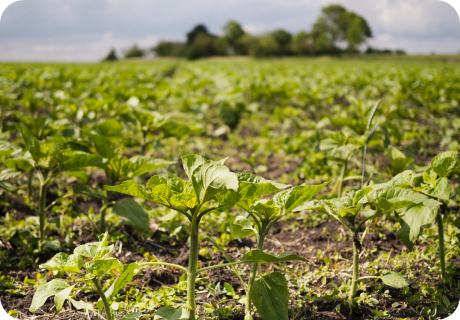 Valor Territorial Integrado